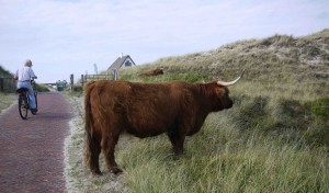 Skotska kor i Bergen aan Zee.