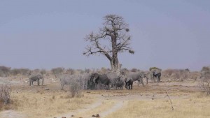 Elefanter i Nye Nye i Namibia.