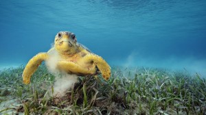 Havssköldpadda under vatten