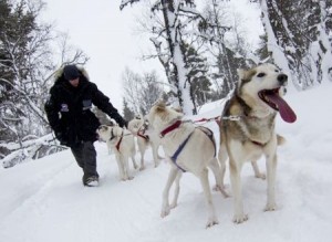 Ett hundspann i Årefjällen.