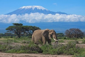 Snön på Kilimanjaro mitt i Afrika skapar en märklig kontrast.