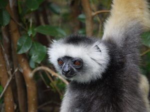 Med Skyteam kan man ta sig till Madagaskar och titta på lustiga lemurer.