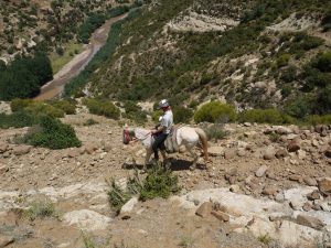 Hästarna i Lesotho är rätt små, men lugna och starka samt vana vi de branta bergsstigarna. 
