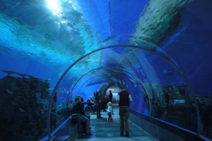 En tunnel löper rakt igenom det största akvariet på Den Blå Planet.