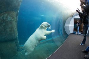 Köpenhamnskortet ger bland annat inträde på Köpenhamns fina zoo, som är öppet året runt och där du kan se isbjörnar under vatten. Foto: Copenhagen Zoo